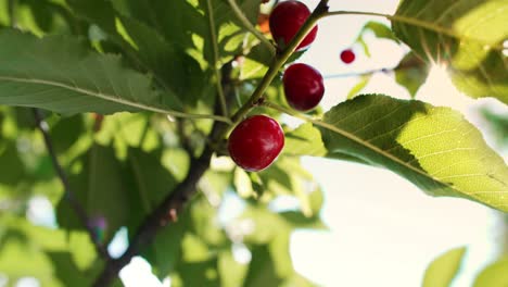 sweet and ripe cherries on a branch