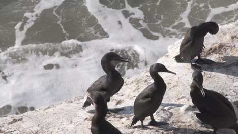 cormorants drying on a rock on the coast of california usa, with waves in behind them