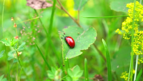 una mariquita sentada en una hoja en la hierba