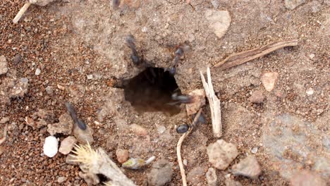 Time-lapse-of-ant-colony