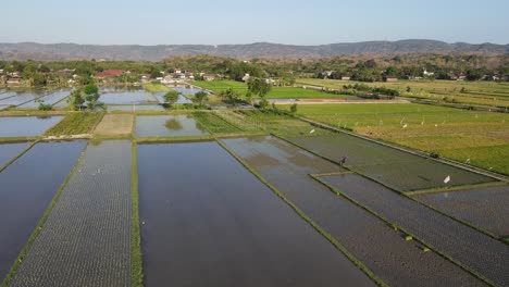 Vista-Aérea,-Vastos-Campos-De-Arroz-Y-Bantul-Rural,-Indonesia