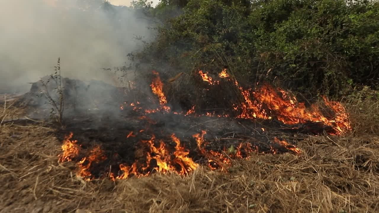 las llamas queman el pantanal brasileño mientras los agricultores usan el fuego para la deforestación