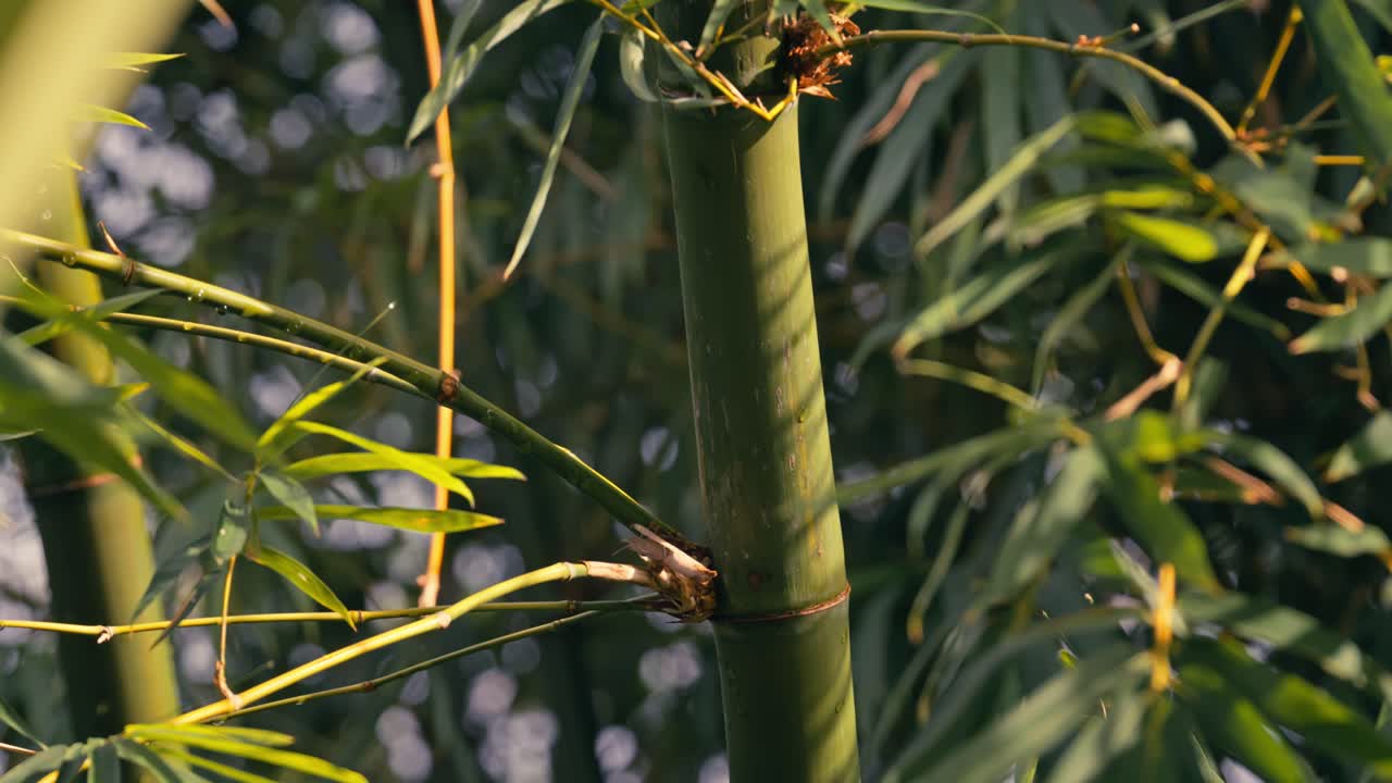 Primo piano di un tronco di bambù con germogli verdi più piccoli e nuovi che emergono dal fusto principale, evidenziando la crescita naturale in un ambiente esterno.