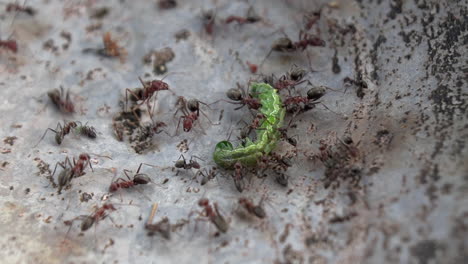 aggressive ants feeding on a caterpillar as they carry it away