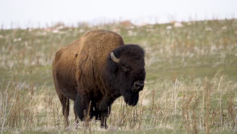 Bison-Looking-At-Camera-4K120-50-Percent-Slow-Motion