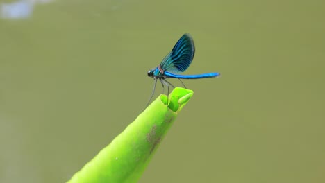 beautiful demoiselle (calopteryx virgo) is a european damselfly belonging to the family calopterygidae. it is often found along fast-flowing waters where it is most at home.