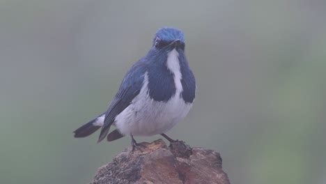 the ultramarine flycatcher, also known as the white-browed blue flycatcher, a winter migrant to thailand, is very friendy to people