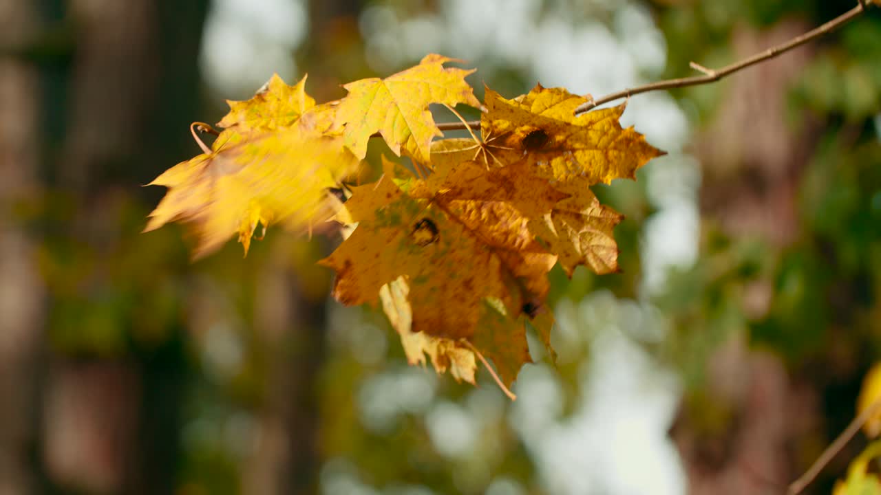 Beautiful maple leaves rustle in the autumn breeze blowing through the picturesque park