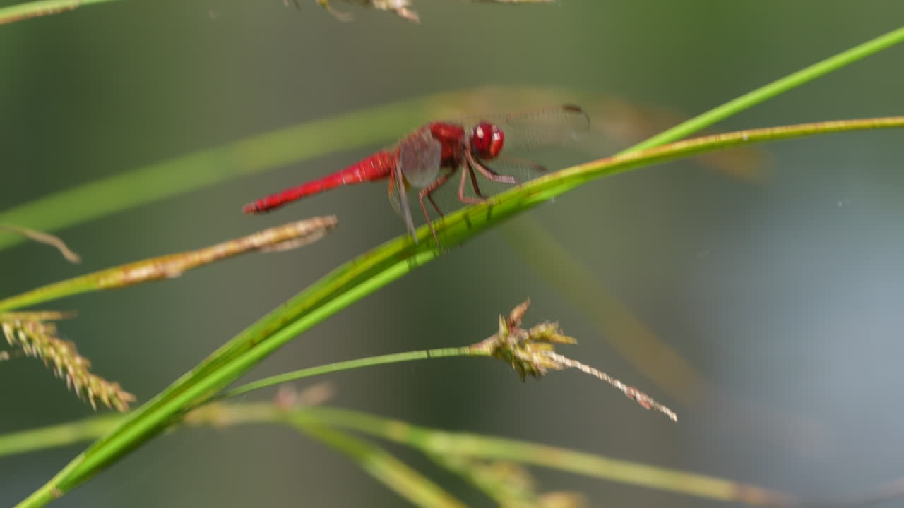 libélula macho de color rojo descansando sobre tallos de hierba en la naturaleza y disfrutando del día soleado, cerrar con fondo borroso