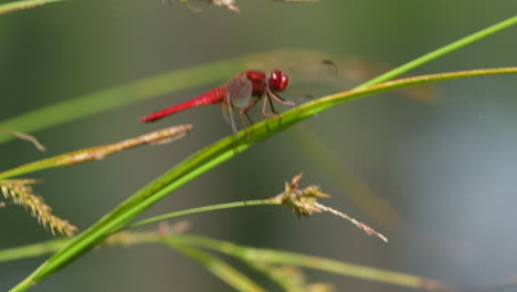 Libélula-Macho-De-Color-Rojo-Descansando-Sobre-Tallos-De-Hierba-En-La-Naturaleza-Y-Disfrutando-Del-Día-Soleado,-Cerrar-Con-Fondo-Borroso