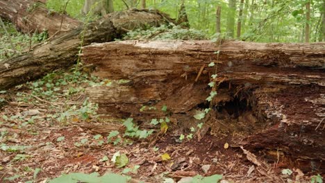 tronco de árbol podrido cerca de wissahickon creek