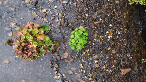 an aerial reveal of green plants in a rocky creek