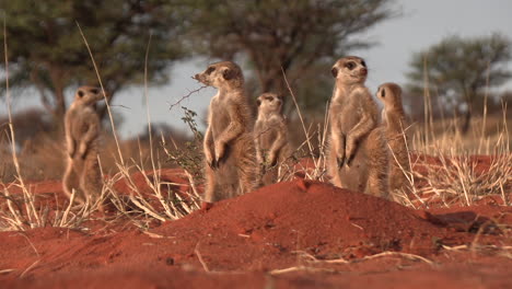 suricate meerkats basking in the sun in the early morning while surveying their surroundings for danger