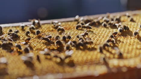 beautiful view of carniolan bees on honeycomb