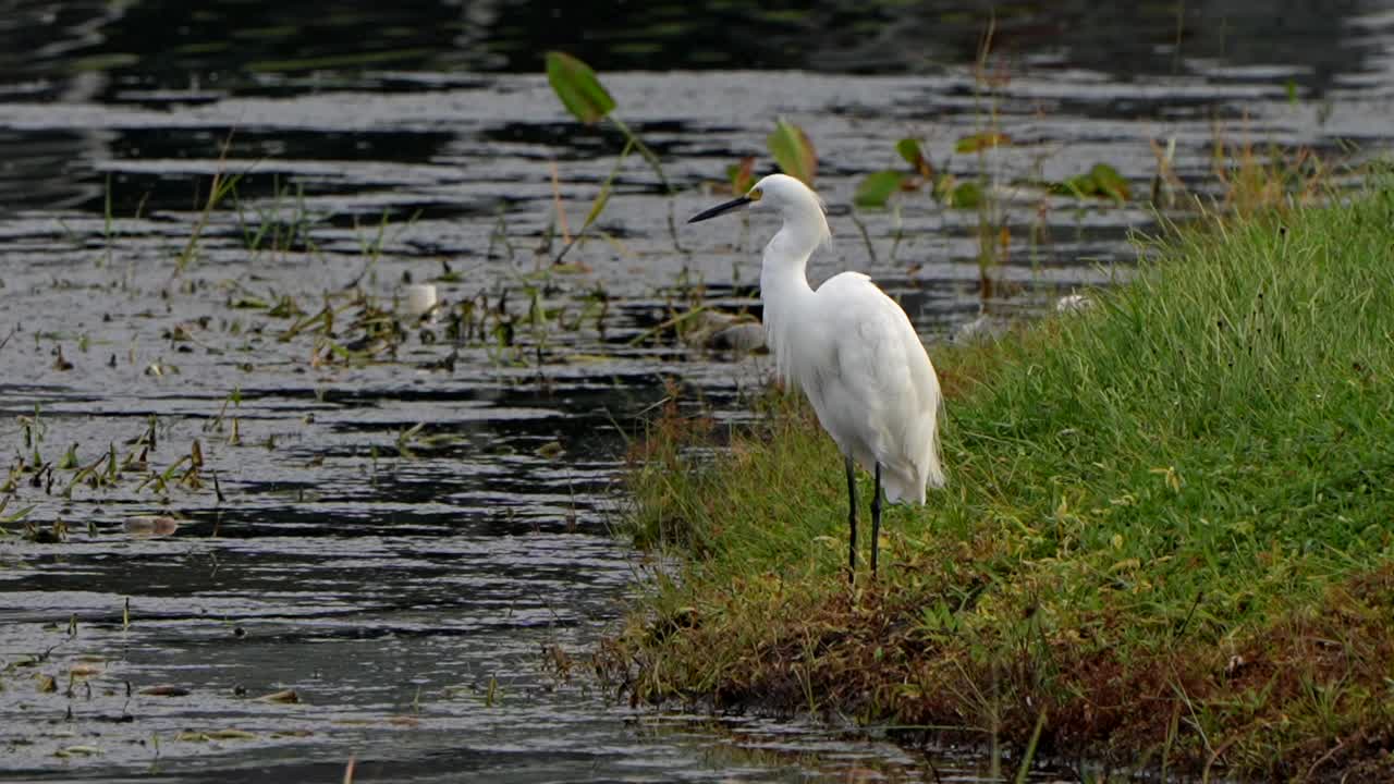 Snowy egret preening by a lake in Florida