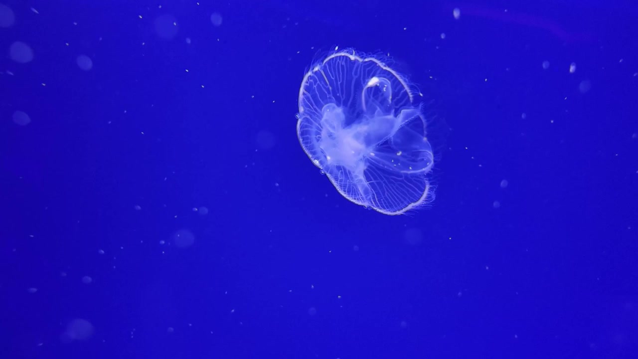Una medusa che nuota in un acquario con altre meduse che nuotano in lontananza