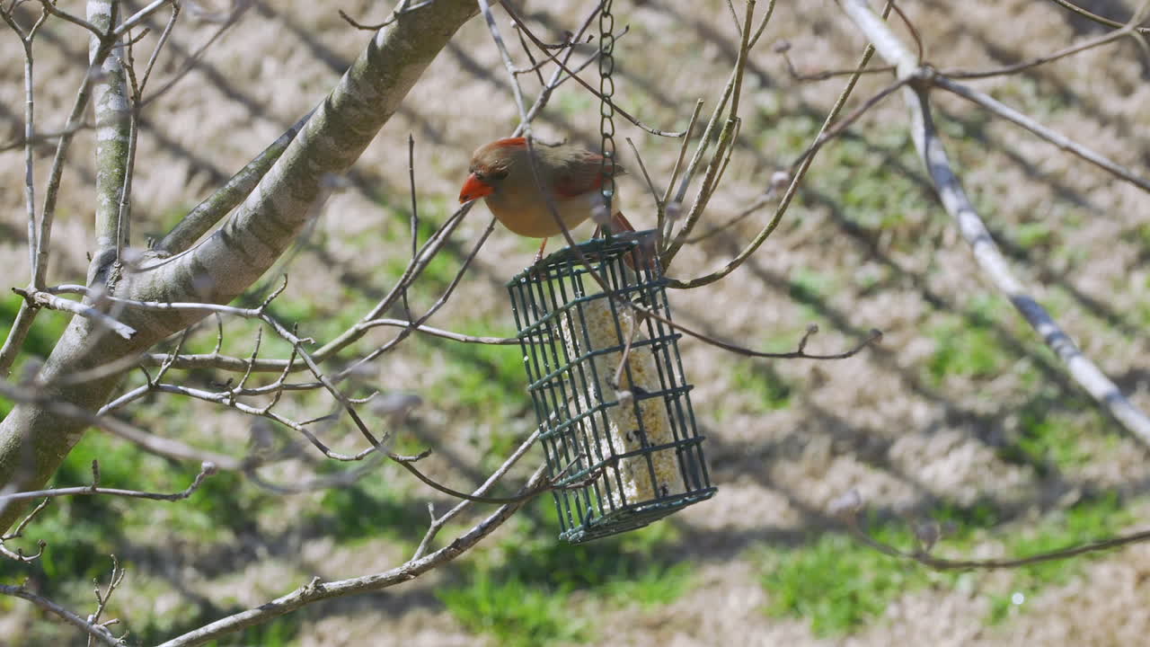 cardenal del norte hembra comiendo en un comedero para pájaros sebo durante el invierno tardío en carolina del sur