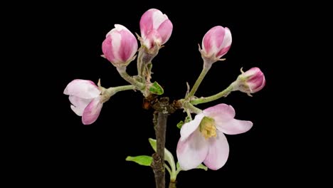 macro time lapse apple tree branch blooming on pure black background