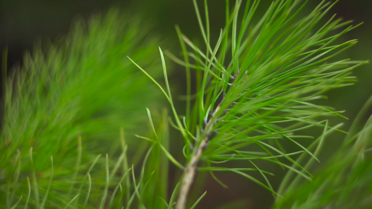 Primo piano di aghi di pino verde vibrante che ondeggiano in slow motion cinematografico, con luce solare soffusa che filtra.
