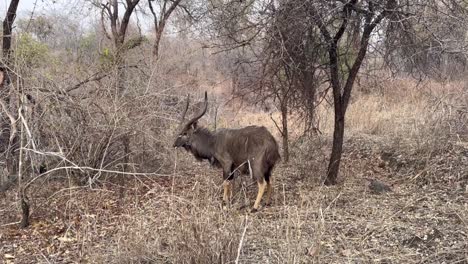 nyala macho (tragelaphus angasii) durante la temporada seca en la reserva de vida silvestre de majete. malawi.