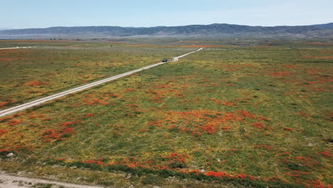 Flying-over-acres-of-Golden-Poppie-flowers-around-dirt-road-paths