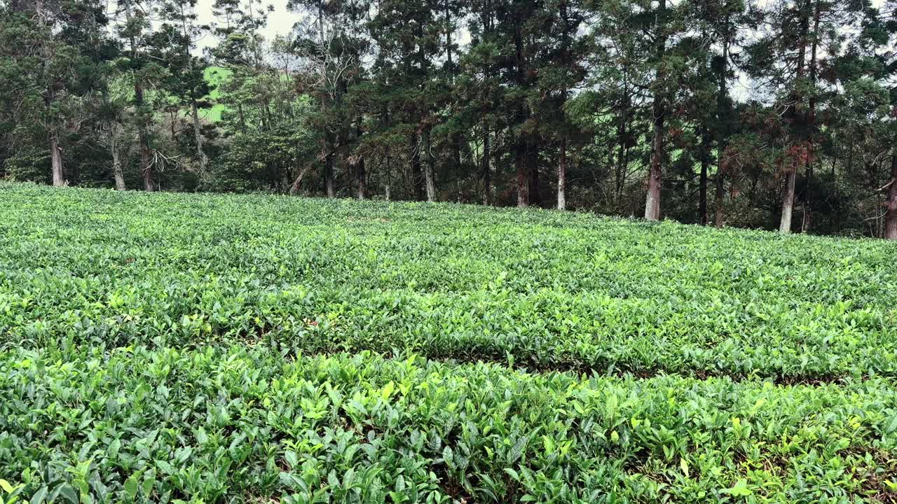 Green tea plants growing in rows on plantation field Azores