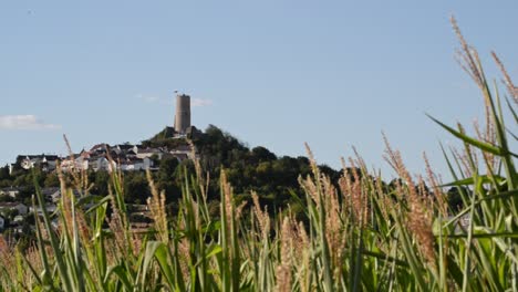 Burgruine-Vetzberg-Hinter-Maispflanzen,-Die-In-Der-Warmen-Sommerbrise-Wehen