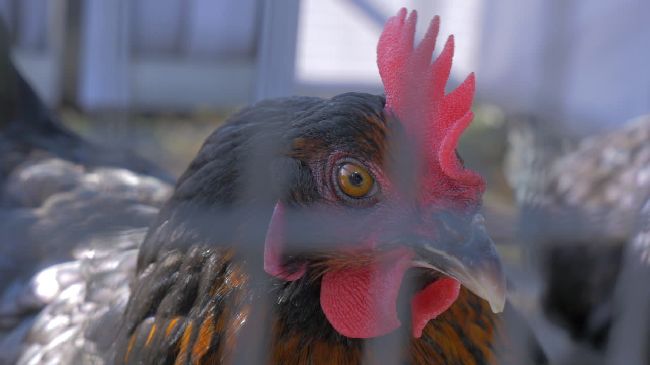 primer plano en cámara lenta de la polla a través de una celosía metálica