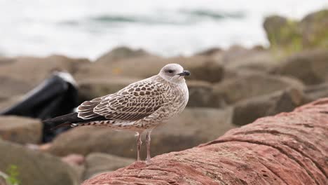 a gull perched on a coastal wall