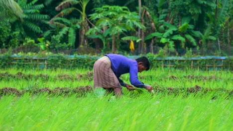 Agricultor-Bangladesí-Plantando-Plántulas-De-Arroz-En-Arrozales,-Asia-Del-Sur,-Bangladesh