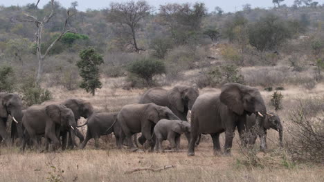 Una-Manada-De-Elefantes-Deambulando-Por-La-Sabana-Sudafricana