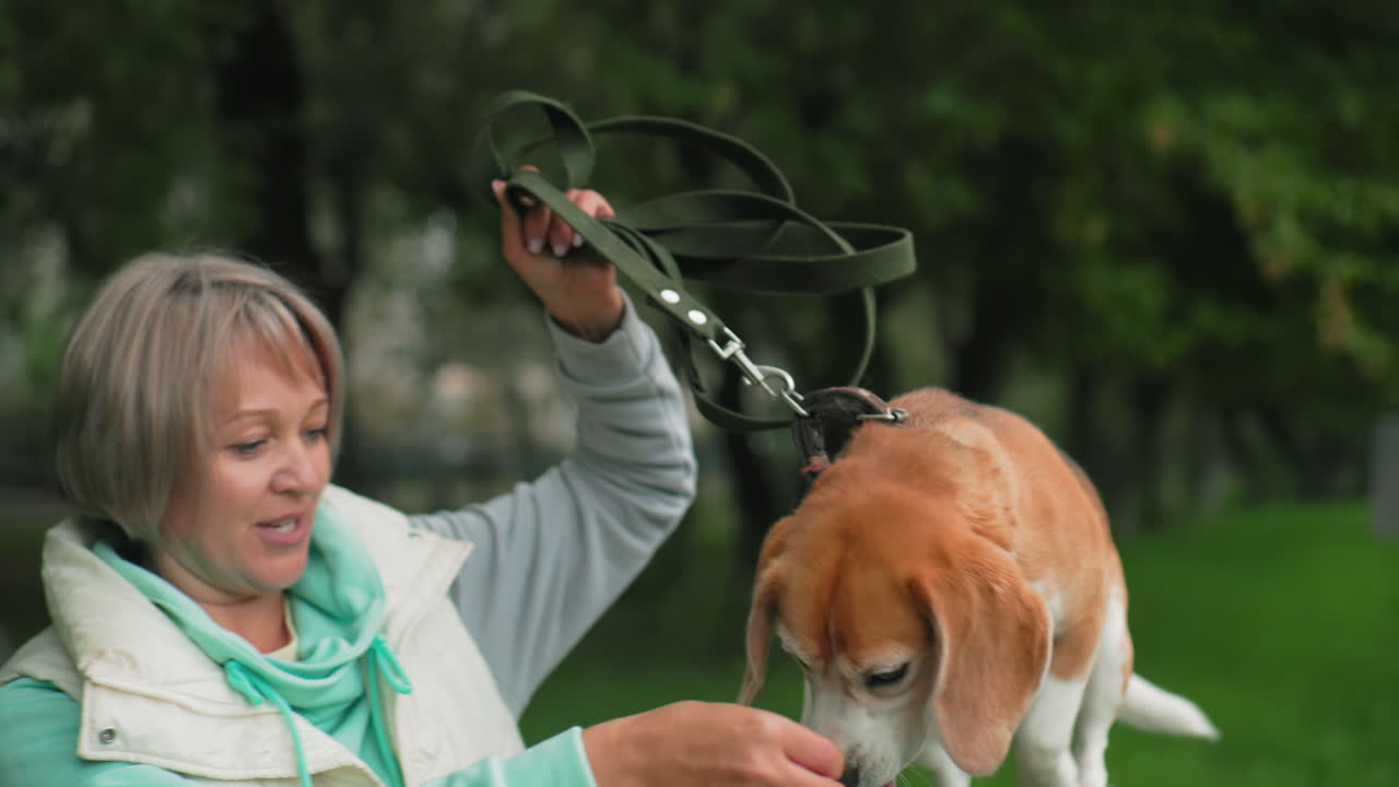 Close up of dog trainer holding dog leash carefully helping dog walk over wooden stage during outdoor training session in grassy park surrounded by trees showing teamwork, and pet bonding