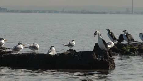 Pequeños-Cormoranes-De-Varios-Colores-Sentados-En-La-Costa---Océano-Un-Grupo-De-Pequeños-Cormoranes-De-Varios-Colores-Sentados-En-Una-Roca