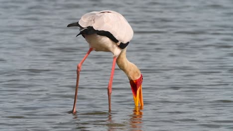 una cigüeña de pico amarillo pescando en aguas poco profundas, parque nacional kruger