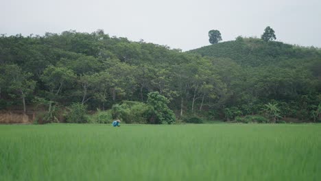 farmer working in a rice paddy