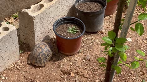 la tortuga en el jardin buscando comida