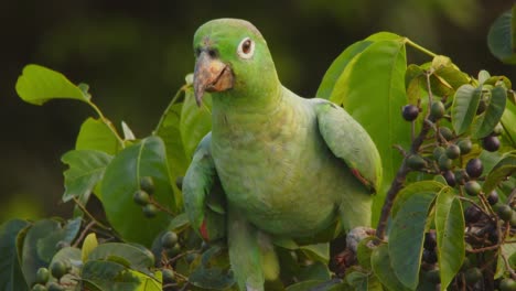 a vibrant mealy parrot perches in the treetops, enjoying fruit on a bright morning in peru’s rainforest.