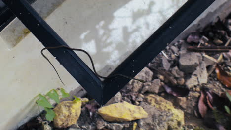 una curiosa serpiente de árbol de bronce se desliza sobre una ventana en un día sombrío