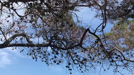 Soothing-landscape-under-Mediterranean-pine-cones-facing-up-the-blue-serene-sky-in-4k