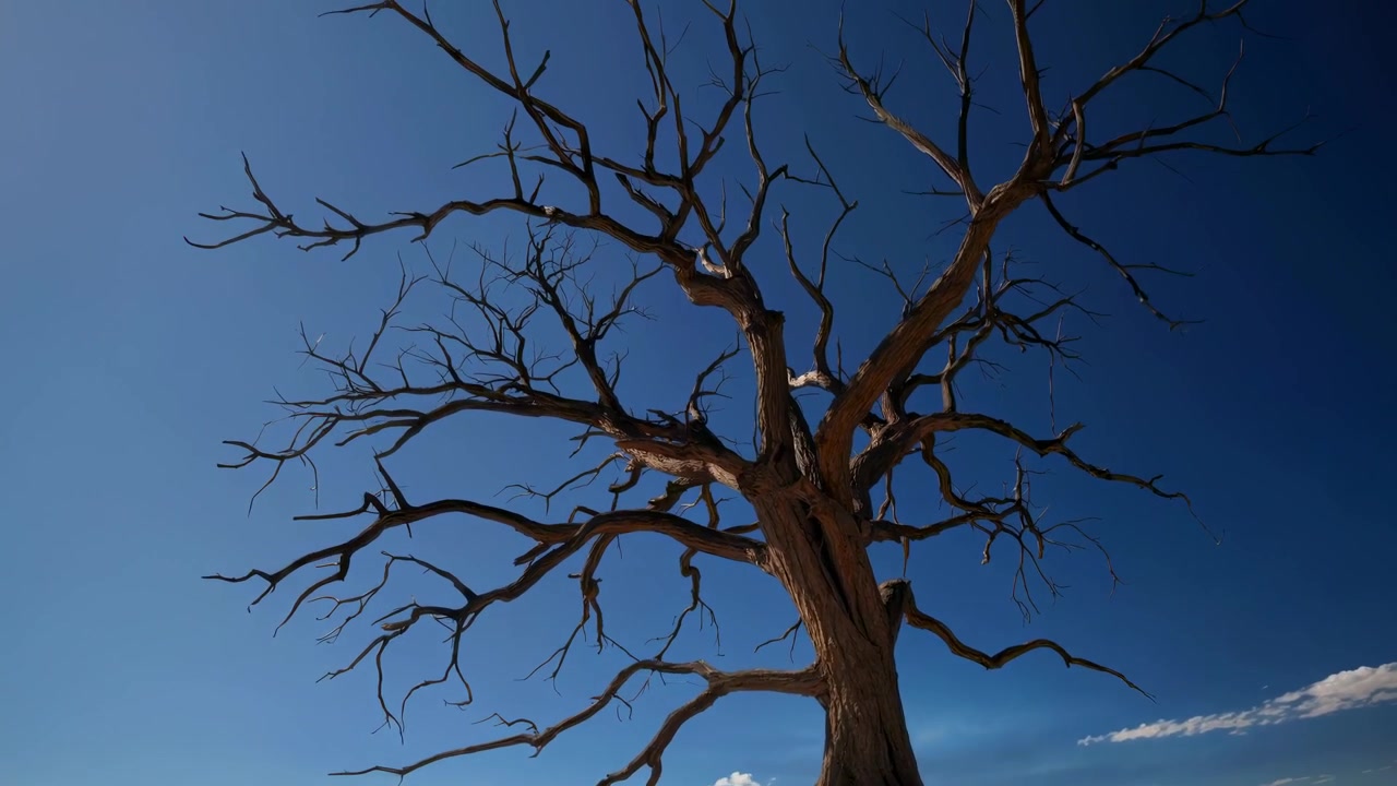 Eenzame dode boom staand in een uitgestrekt dor woestijnlandschap