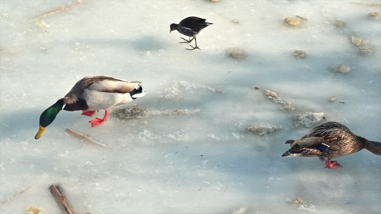 In this winter scene, a male and female duck along with a small bird search for food on a frozen pond. The icy surface is dotted with patches of snow and twigs