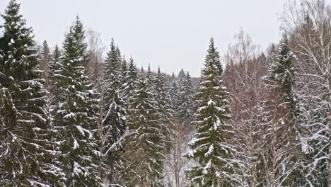 Fliegen-Zwischen-Fichten-Im-Schneebedeckten-Europäischen-Nadelwald