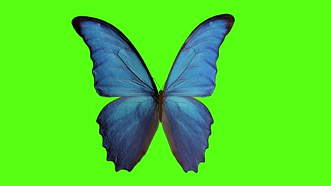 butterfly flaps its wings. butterfly on a green background. 3d rendering