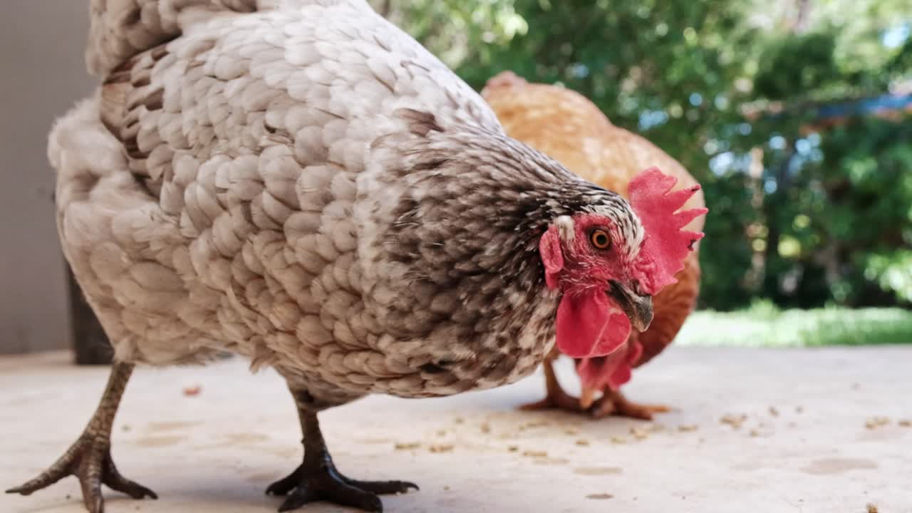 two healthy backyard chickens eating