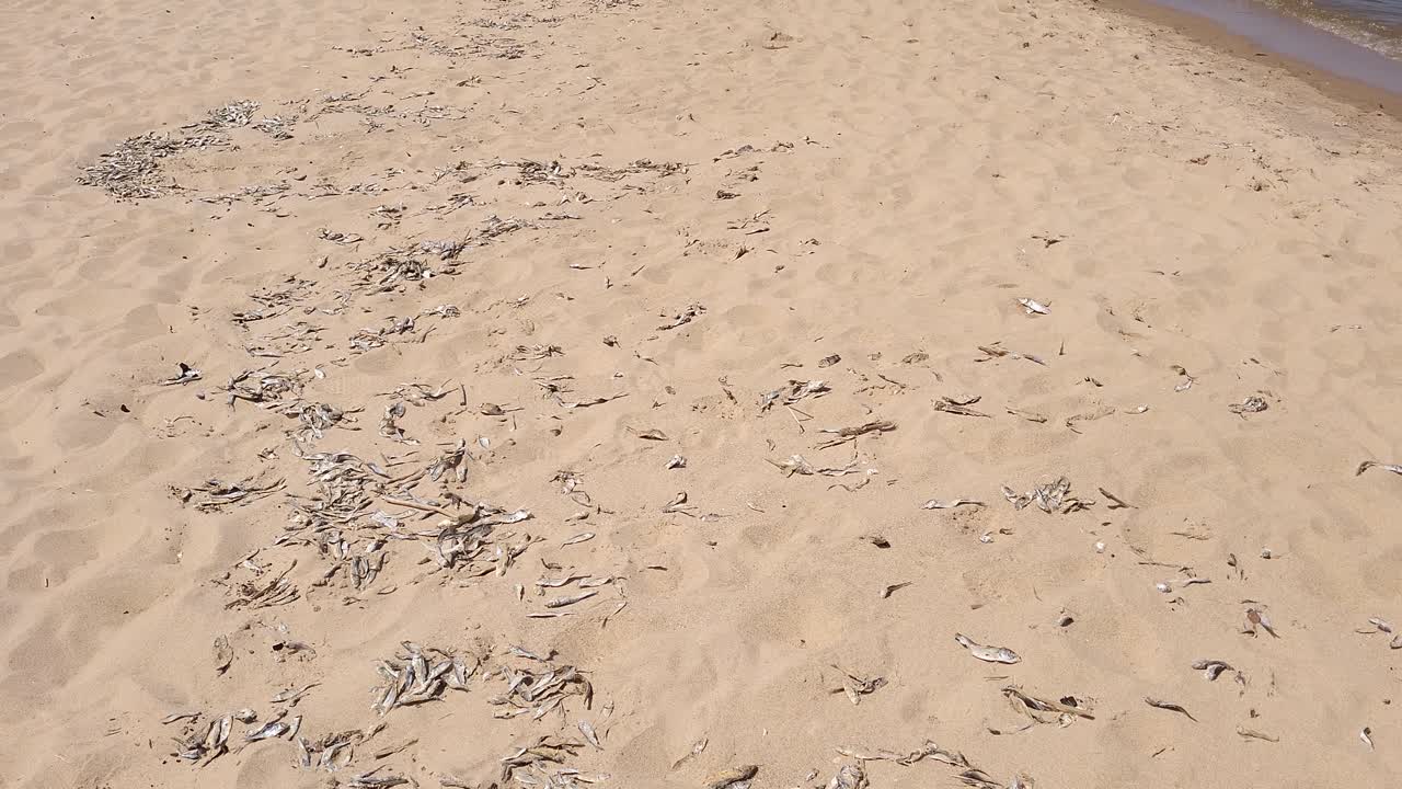 미시간 호수의 모래 연안에서 죽은 물고기와 함께 사람들이 돌아다니고, 위로 기울어져 있습니다.