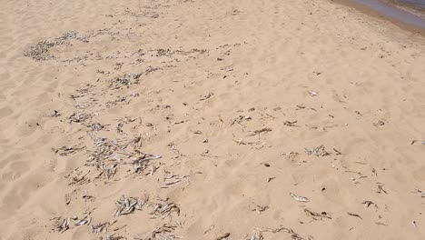 alewives fish dead on sandy coastline of michigan lake with people run around, tilt up view