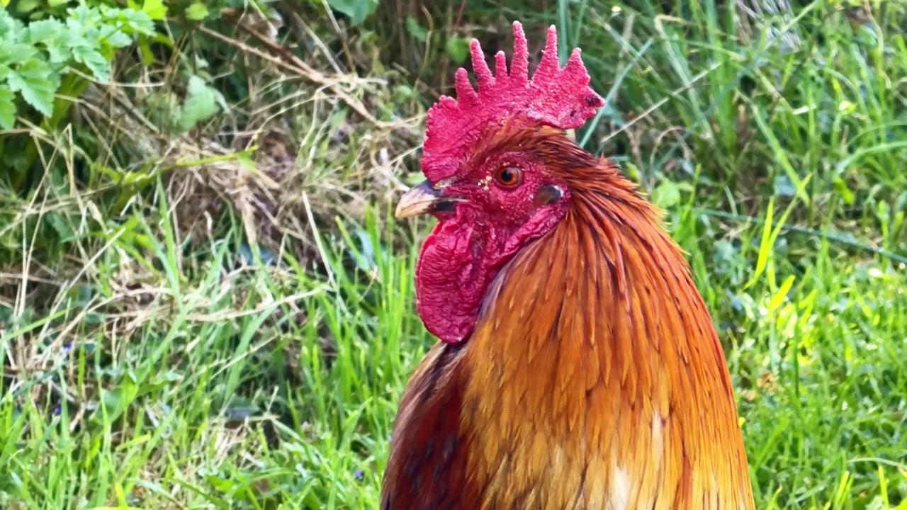 Gallo domestico Gallus gallus domesticus mostra cresta e bargigli rossi e piumaggio colorato mentre sta in allerta in un ambiente agricolo erboso, mostrando un tipico comportamento territoriale e di vigilanza, primo piano