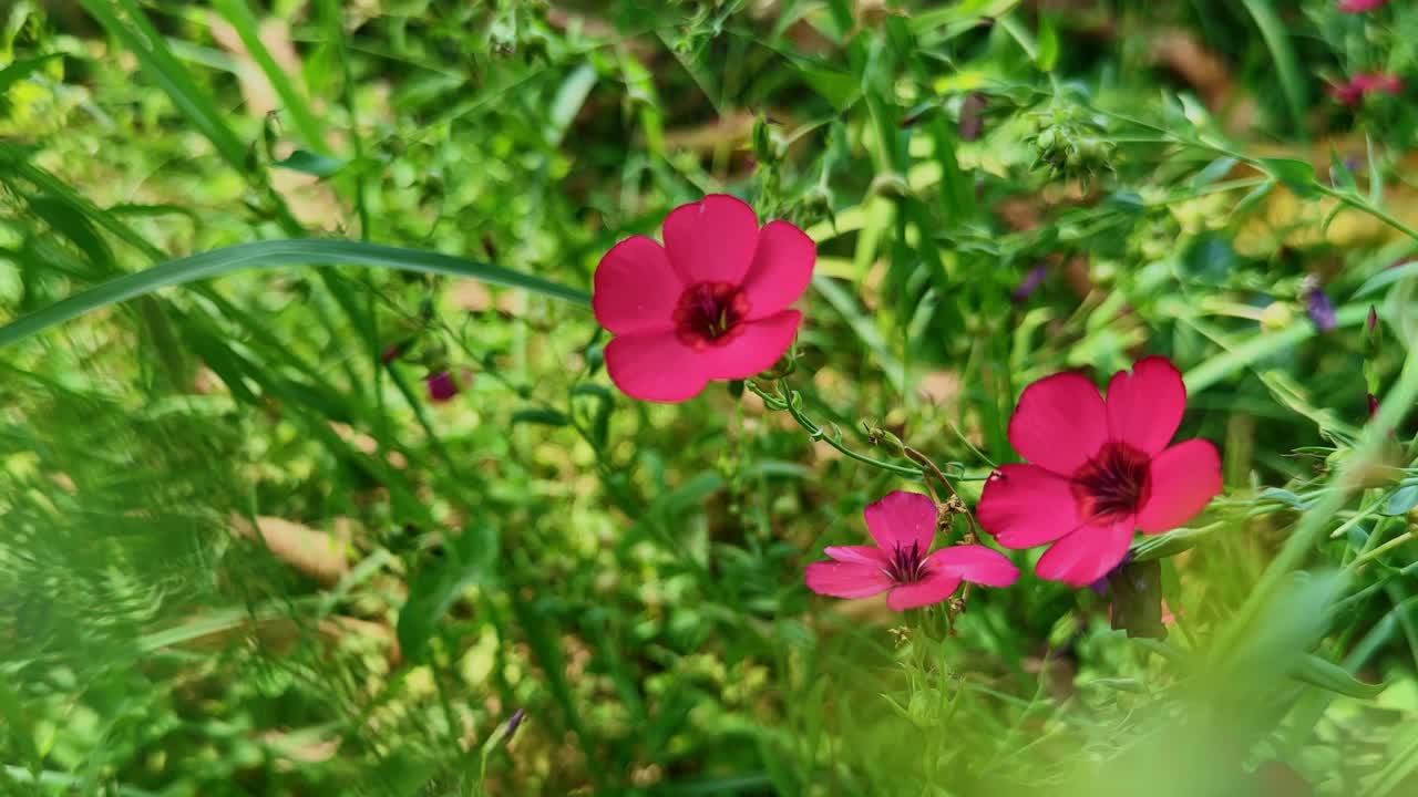 Static close-up of vibrant red Scarlet Flax flowers (Linum grandiflorum) gently swaying among green foliage, with soft sunlight and a lively natural background creating a fresh, colorful scene