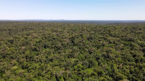 Hermoso-Bosque-Atlántico-Nativo-En-Argentina