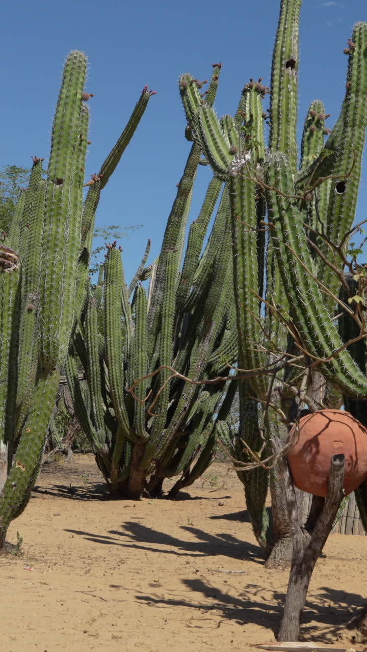Un video verticale illuminato dal sole rivela imponenti cactus raggruppati nel deserto sabbioso de La Guajira, Colombia. Nessuna persona, cielo blu vivido, vaso di argilla rustico, inquadratura verticale—ideale per dispositivi mobili, reel, storie.